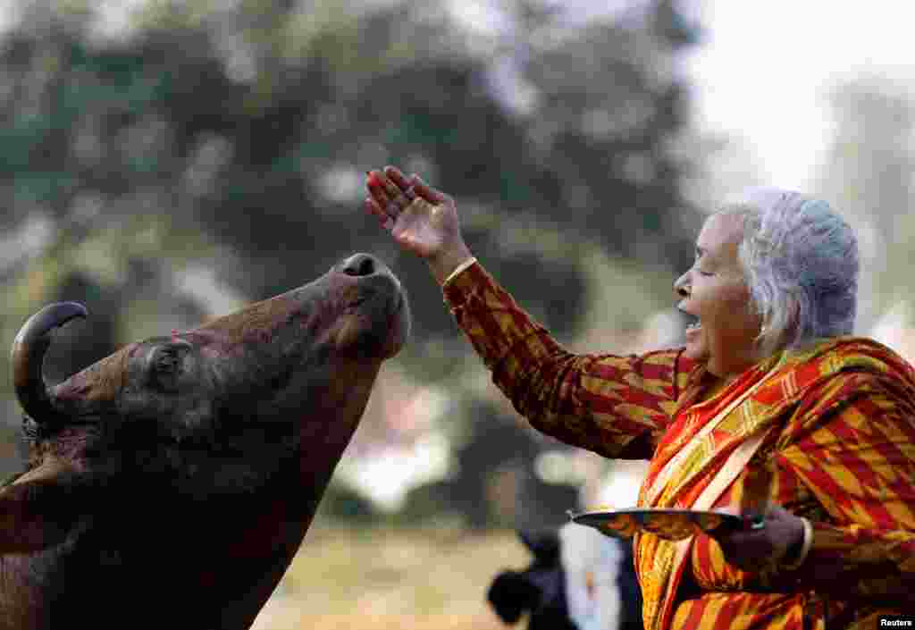 A woman offers prayers to a cow during Gai Tihar as part of Tihar celebrations in Kathmandu, Nepal.