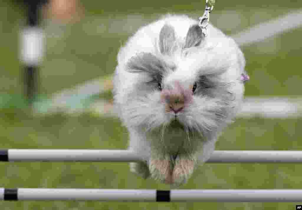 A rabbit jumps at the warm-up course during a regional Kaninhop (rabbit-jumping) competition in Weissenbrunn vorm Wald, Germany.