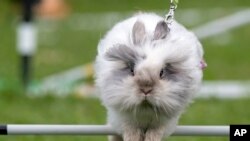 Seekor kelinci melompat di jalur balapan dalam latihan kompetisi lompat kelinci di Weissenbrunn vorm Wald, Jerman, Minggu, 3 September 2017 (foto: AP Photo/Jens Meyer)