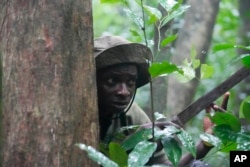 FILE - Sunday Abiodun, 40, a former poacher turned forest ranger, armed with a cutlass, looks for poachers inside the Omo Forest Reserve in Nigeria on Monday, July. 31, 2023. Before becoming a ranger, Abiodun killed animals for a living, including endangered species.