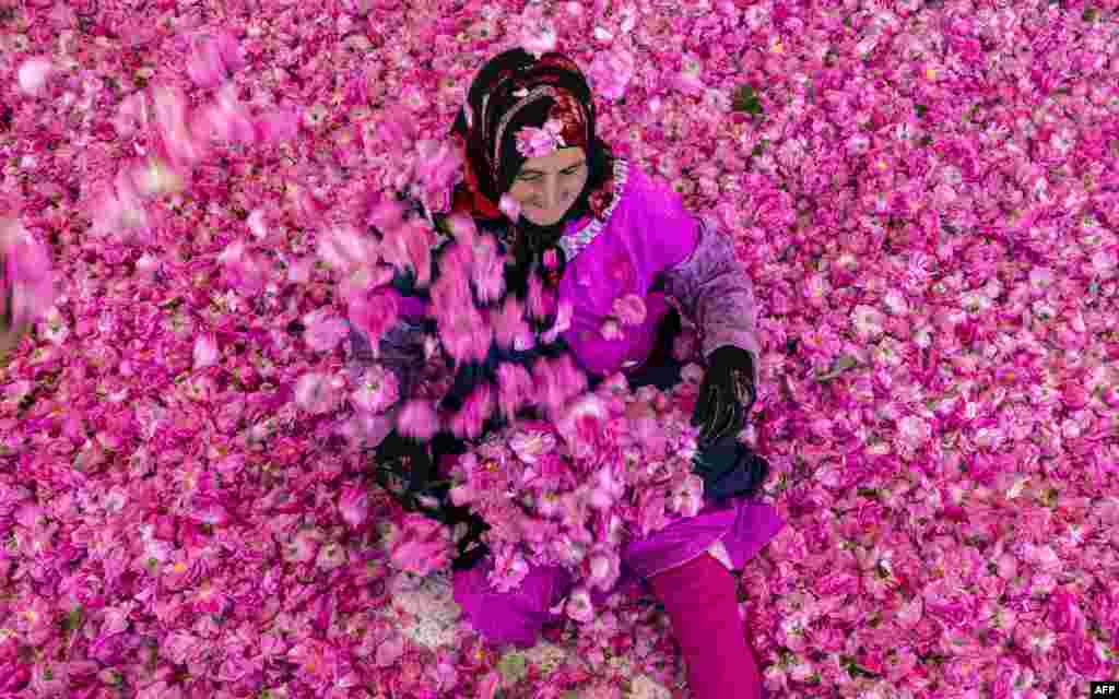 A worker spreads rose petals outside a house in the city of Kelaat Mgouna (or Tighremt NImgunen) in Morocco&#39;s central Tinghir Province in the Atlas Mountains.