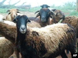 Haigh farms with unique Zulu sheep, indigenous to South Africa’s KwaZulu-Natal province and highly resistant to local diseases