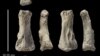 Ancient Finger Bone Found in Saudi Arabia is 90,000 Years Old