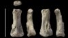 Fossil Human Finger from Saudi Desert is 90,000 Years Old