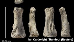 The single fossil finger bone of Homo sapiens - pictured from various angles - from the Al Wusta site, Saudi Arabia is pictured in this undated handout composite April 9, 2018. (Ian Cartwright/Handout via REUTERS)