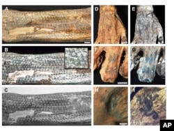 This image provided by researchers shows intricate tattoo designs on a mummified human from Peru's Chancay culture in visible light and using laser-stimulated fluorescence. (Michael Pittman via AP)