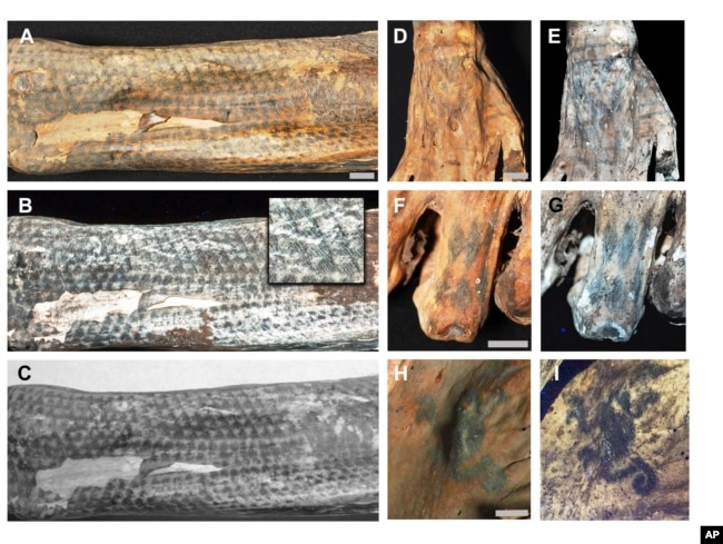 This image provided by researchers shows intricate tattoo designs on a mummified human from Peru's Chancay culture in visible light and using laser-stimulated fluorescence. (Michael Pittman via AP)