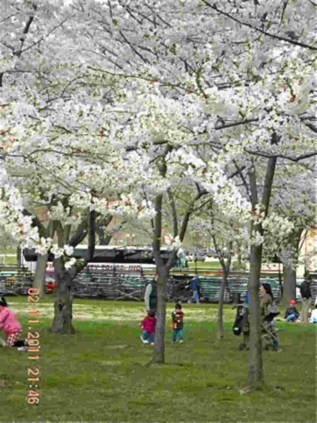 فستیوال شکوفه های گیلاس در واشنگتن ۲۰۱۱