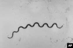 This 1972 microscope image provided by the Centers for Disease Control and Prevention shows a Treponema pallidum bacterium which causes the disease syphilis.