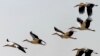 Researchers: Birds Know Flying in V-Formation is Energy-Efficient