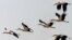 FILE - Storks fly in formation near Alfaro in northern Spain.