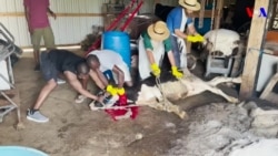 Yadda Ma’aikatan VOA Hausa Suka Yi Layya a Amurka