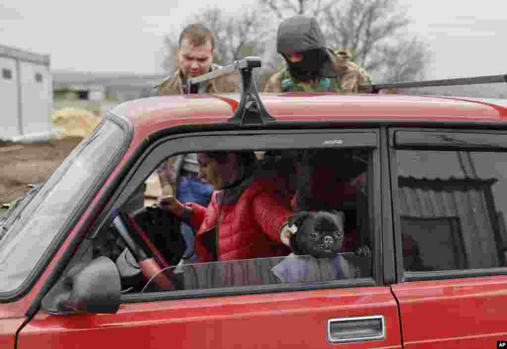 A small dog peers from a car as soldiers search it at a Ukrainian army checkpoint leading to Russia-backed separatists territory, near Kurakhove, Ukraine, March 3, 2015.