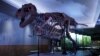 «مارمولک ستمگر» محبوب‌ترین دایناسور جهان لانه جدیدی در شیکاگو پیدا کرد