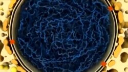 ເຊີນຊົມ ວີດີໂອ ມີວິທີປົວ ໂຣກມະເຮັງ ແບບໃໝ່ ທີ່ບໍ່ຕ້ອງ ຜ່າຕັດ ແລະ ເຮັດເຄມີ ບໍາບັດ ແລ້ວ