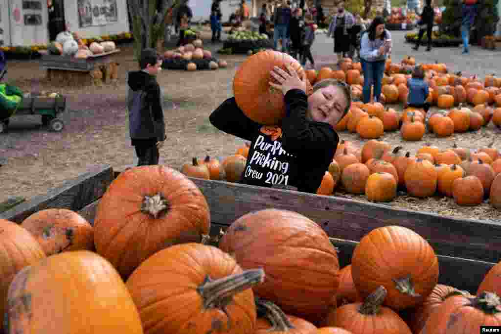 A young boy struggles to lift his chosen pumpkin at The Great Pumpkin Patch in Aurthur, Illinois, Oct. 23, 2021.