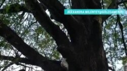 Белая вашингтонская белка