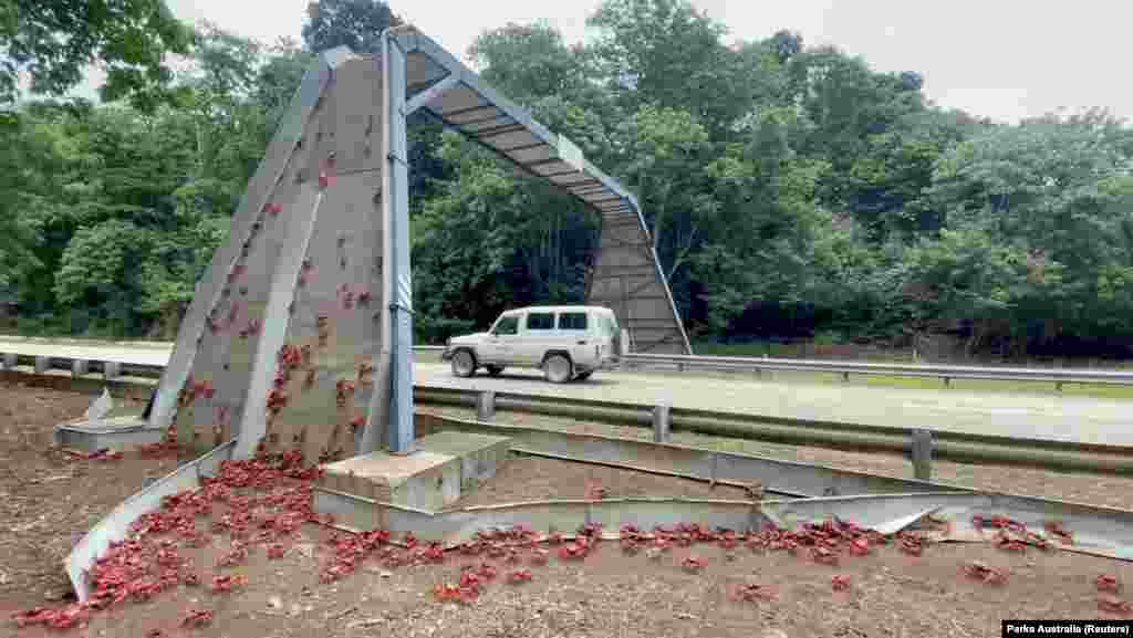 Migrating red crabs climb a bridge on Christmas Island, Australia, in this image published on social media.