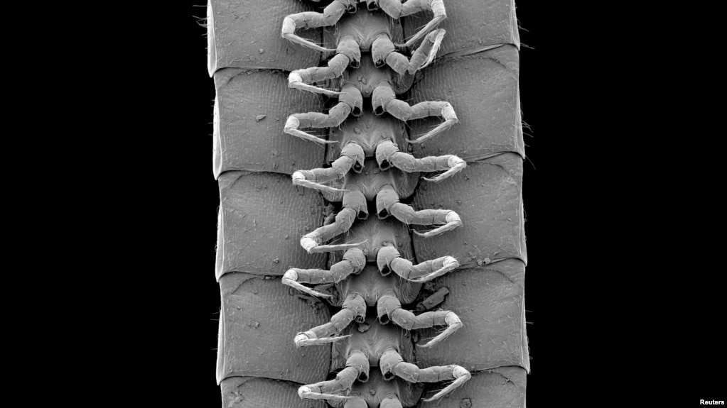 A microscope view of the legs of a male individual of the newly identified millipede species Eumillipes persephone discovered deep underground in Australia. Marek et al/Scientific Reports/Handout via REUTERS 