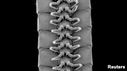 A microscope view of the legs of a male individual of the newly identified millipede species Eumillipes persephone discovered deep underground in Australia. Marek et al/Scientific Reports/Handout via REUTERS 