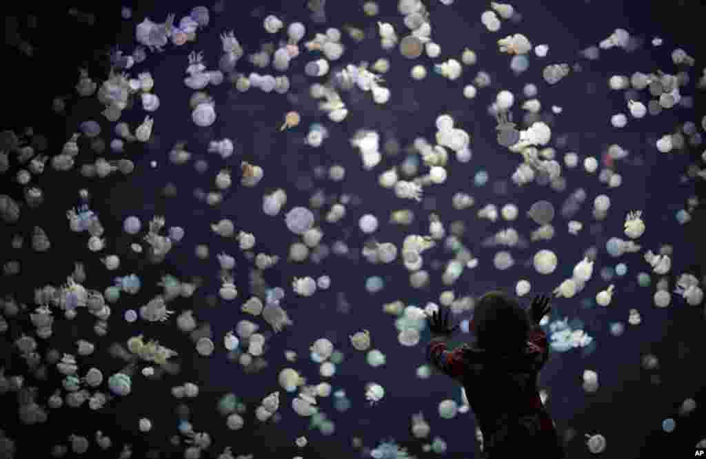A child watches jellyfish swim in a large tank at the Vancouver Aquarium in Vancouver, British Columbia, May 16, 2013.