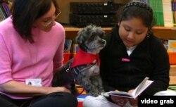 Public School 57 third-grader Aelane Vasquez reads to Izzy, a Havanese therapy dog. "I love reading to Izzy because he listens to me, and he doesn't make fun of me when I make a mistake," she says.