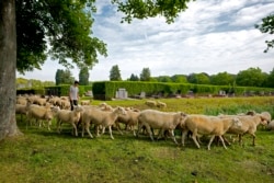 Penggembala domba Belgia, Lukas Janssens menggembalakan kawanan dombanyanya di pemakaman Schoonselhof, Hoboken, Belgia, Jumat, 13 Agustus 2021. (AP)