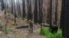In California Park, Redwood Trees Start Recovery From Fire