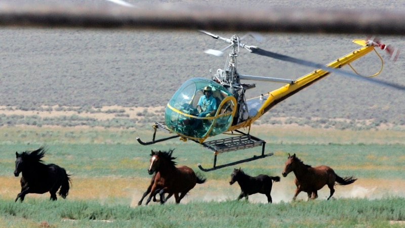 Officials Capture More Wild Horses in Dry Western States