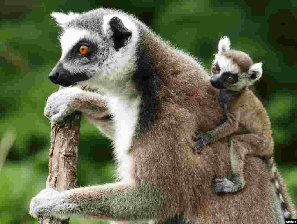 A Lemur catta, also known as ring-tailed lemur, with its three-week-old cub clinging to its back sits on a tree at the Schoenbrunn Zoo in Vienna, Austria.