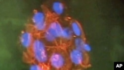Stem cell (file photo)