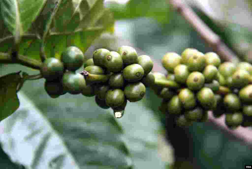 Green coffee cherries. (D. Schearf/VOA)