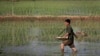 资料照片：朝鲜平壤的一名农民正在给稻田施肥。（2017年6月13日）