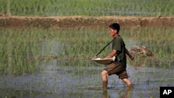 (FILE) A farmer fertilizes rice seedlings in fields located along a highway in Pyongyang, North Korea.