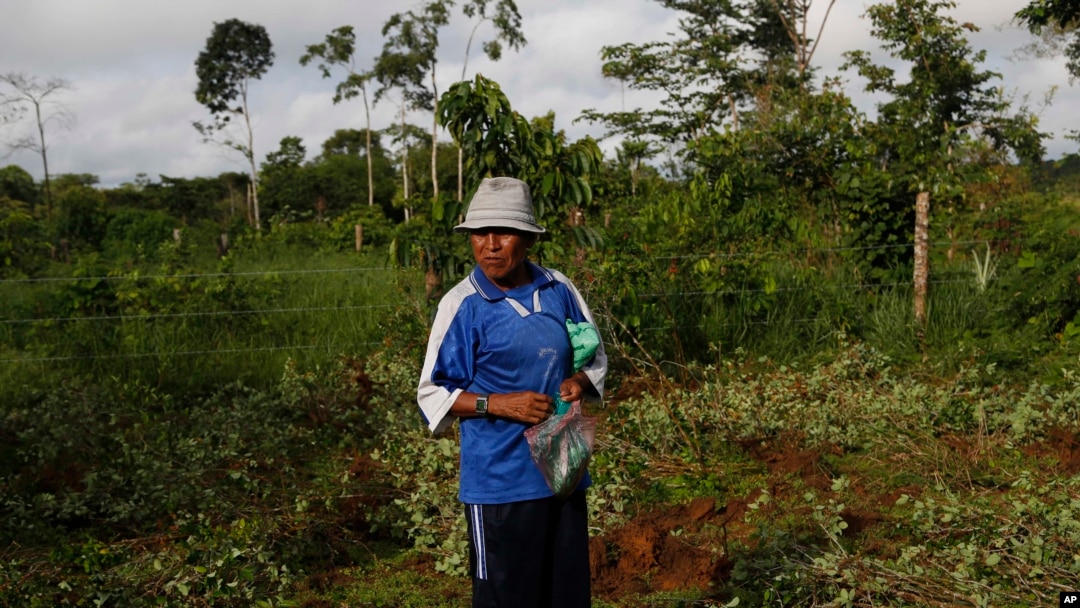 Seorang petani koka mengunyah daun koka saat tentara memangkas beberapa tanaman koka milik keluarganya dalam kampanye memberantas koka ilegal di Chimore, Bolivia, Februari 2016. (AP/Juan Karita)