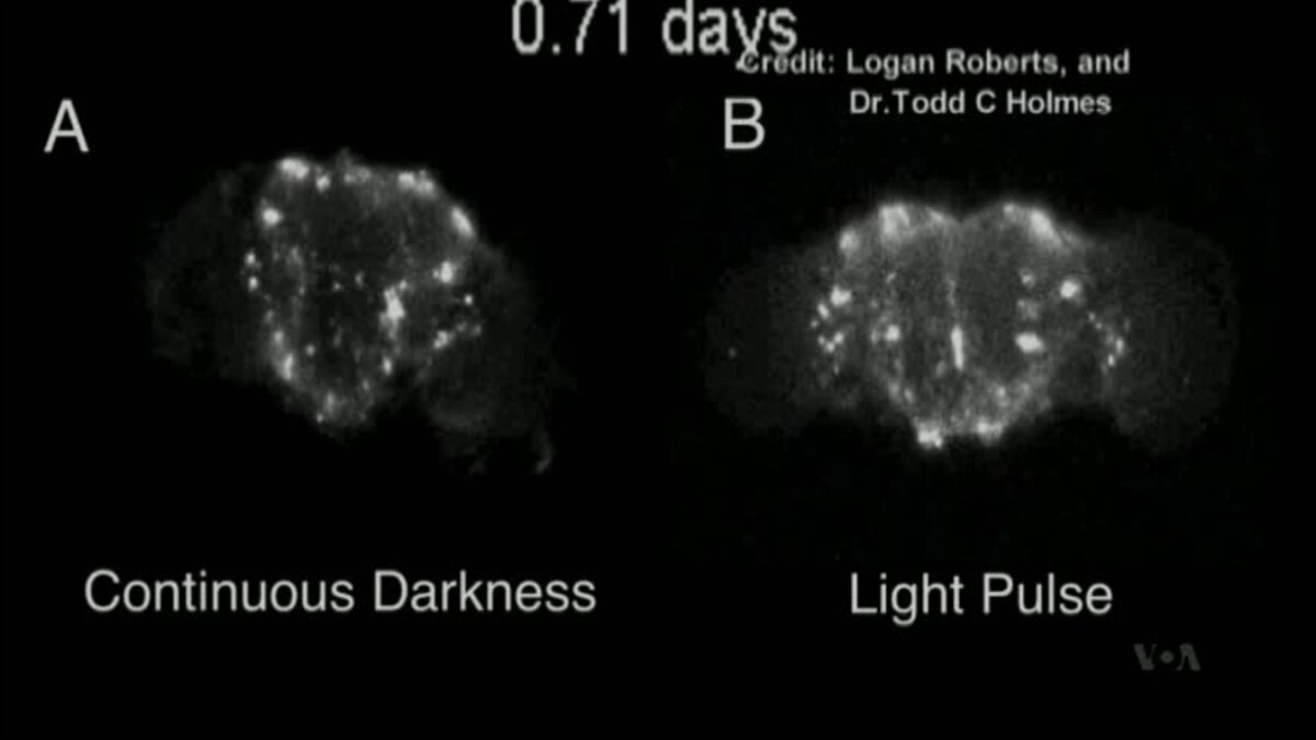 Video of Fruit fly brain in jet lag