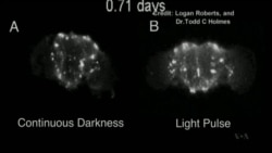 Video of Fruit fly brain in jet lag