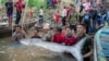 FILE - Scientists, officials and fishermen release a 300-pound giant freshwater catfish after it was tagged, into the Mekong River, near Kampong Cham province, Cambodia, Dec. 10, 2024. (Wonders of the Mekong handout via Reuters)