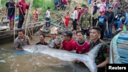 FILE - Scientists, officials and fishermen release a 300-pound giant freshwater catfish after it was tagged, into the Mekong River, near Kampong Cham province, Cambodia, Dec. 10, 2024. (Wonders of the Mekong handout via Reuters)