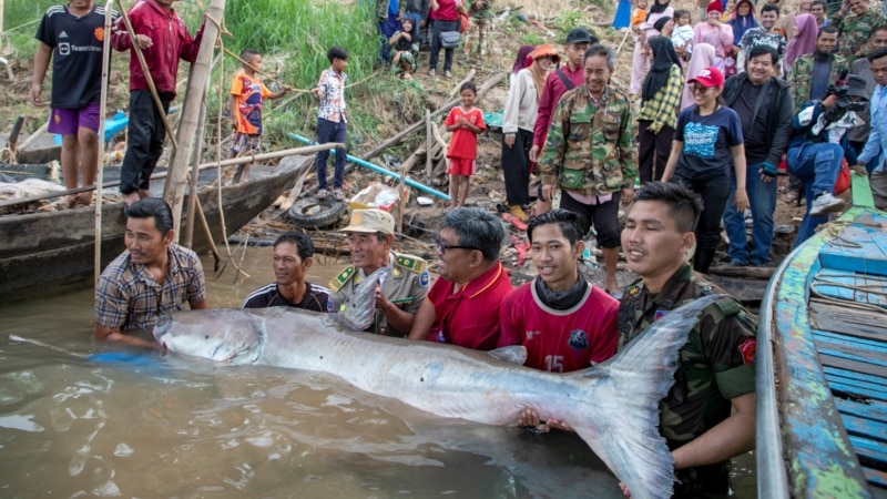 Huge, rare Mekong catfish spotted in Cambodia, raising conservation hopes