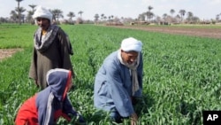 The Nile has allowed agriculture to flourish for millenia, but a farmer's life remains hard, near Kafr Torky, Egypt, February 13, 2011