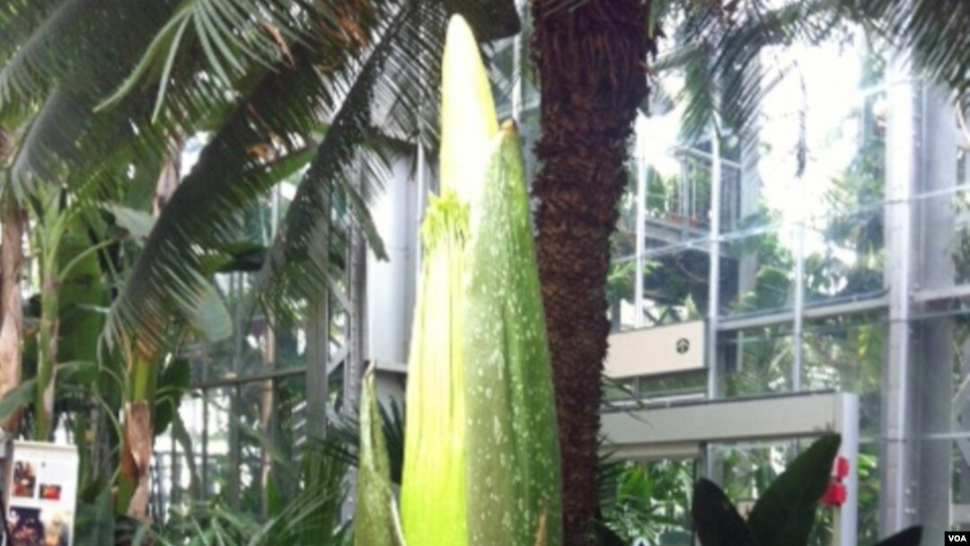 Titan Arum flower starts to bloom in the US Botanical Garden, Washington, DC