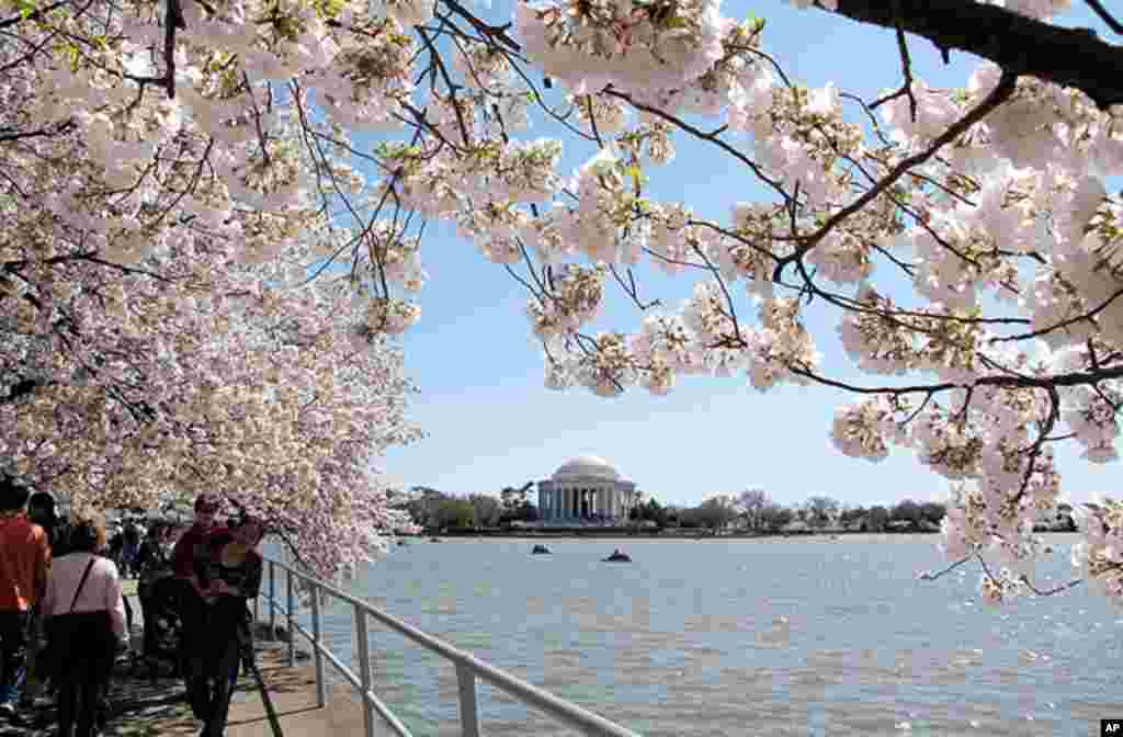 [워싱턴 D.C. 벚꽃 축제] 워싱턴의 봄