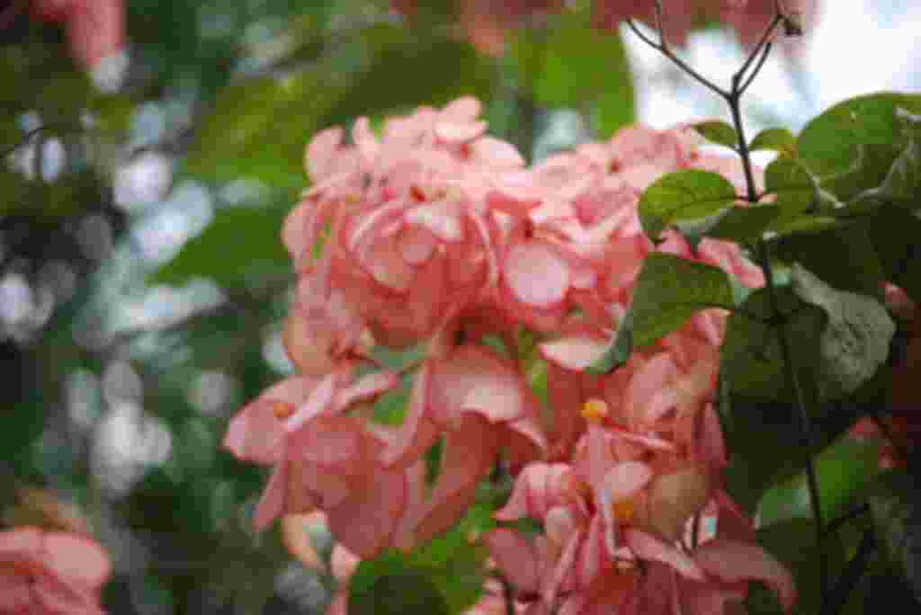 گلهای کاستاریکا / عکاس: بهروز نیکذات