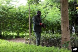 Enock Twagirayesu, team leader of Nakivale Green Environment Association, checks a sapling during his visit at Kakoma Central Nursery in Nakivale Refugee Settlement in Mbarara, Uganda, on Dec. 5, 2023. (AP Photo/Hajarah Nalwadda)