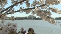 Washington Abloom with Cherry Blossoms