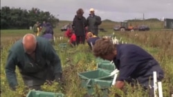 Farming With Salty Water Is Possible