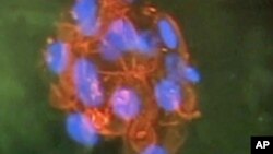 A stem cell is seen in this file photo. (AP)