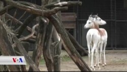 باخچەی ئاژەڵانی واشنتنی پایتەخت