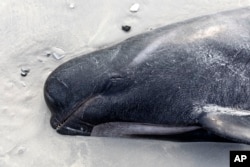 A dead pilot whale lays the beach at Tupuangi Beach, Chatham Islands, in New Zealand's Chatham Archipelago, Saturday, Oct. 8, 2022. Some 477 pilot whales have died after stranding themselves on two remote New Zealand beaches over recent days, officials say. (Tamzin Henderson via AP)